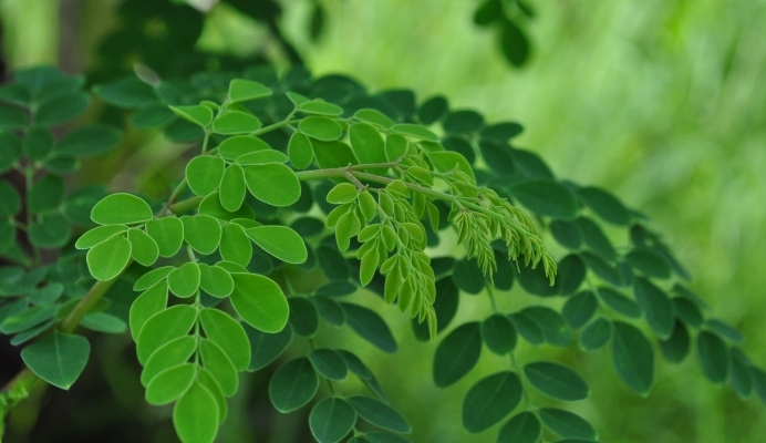 Premium Fresh Leaves